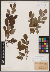 Foto von Salix aurita L.